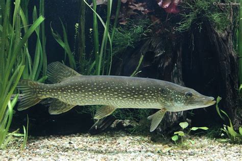 Northern Pike (Esox lucius) .